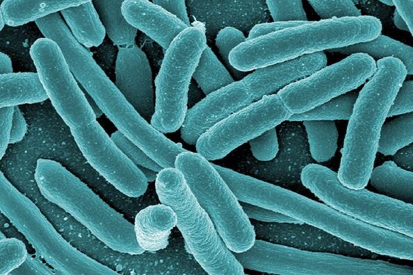 Bakterien, die infektiöse Prostatitis verursachen